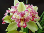 Carica l'immagine nel visualizzatore Galleria, Cymbidium Isle Flamingo