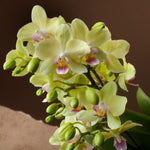 Carica l'immagine nel visualizzatore Galleria, Phalaenopsis Freedanzo