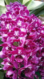 Carica l'immagine nel visualizzatore Galleria, Rhynchostylis gigantea Cartoon