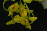 Carica l'immagine nel visualizzatore Galleria, Gongora galeata var. concolor