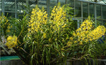 Carica l'immagine nel visualizzatore Galleria, Grammatophyllum speciosum var. flava