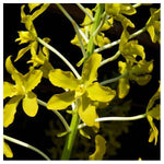 Carica l'immagine nel visualizzatore Galleria, Grammatophyllum speciosum var. flava