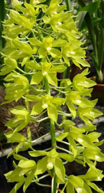 Carica l'immagine nel visualizzatore Galleria, Grammatophyllum speciosum var. flava