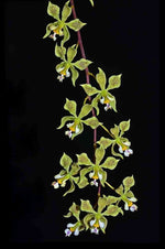 Carica l'immagine nel visualizzatore Galleria, Encyclia granitica