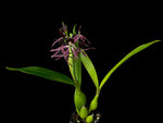 Carica l'immagine nel visualizzatore Galleria, Guarechea Black Comet (Guarechea Miva Etoile Noire × Prosthechea cochleata)