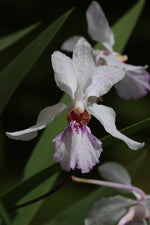 Carica l'immagine nel visualizzatore Galleria, Holcoglossum Buxheim (lingulatum x kimballianum)