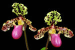 Load image into Gallery viewer, Paphiopedilum henryanum