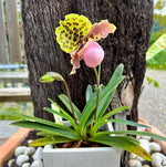 Load image into Gallery viewer, Paphiopedilum henryanum