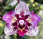 Carica l'immagine nel visualizzatore Galleria, Phalaenopsis Lianher Happy Pearl - Peloric