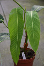 Carica l'immagine nel visualizzatore Galleria, Philodendron heterocraspedon