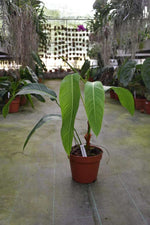 Carica l'immagine nel visualizzatore Galleria, Philodendron heterocraspedon