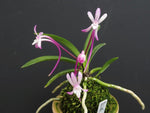 Carica l'immagine nel visualizzatore Galleria, Neofinetia falcata 'Hien' 緋燕