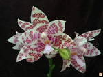 Carica l'immagine nel visualizzatore Galleria, Phalaenopsis hieroglyphica