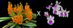 Carica l'immagine nel visualizzatore Galleria, Holcoglossum amesianum x Ascocentrum garayi