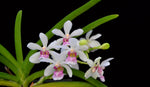 Carica l'immagine nel visualizzatore Galleria, Holcostylis M S Sunlight (Holc. flavescens × Rhy. gigantea)