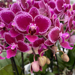 Carica l'immagine nel visualizzatore Galleria, Phalaenopsis Chia E Yenlin (NON variegata)