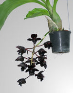 Carica l'immagine nel visualizzatore Galleria, Fredclarkeara Midnight Lace