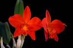 Carica l'immagine nel visualizzatore Galleria, Cattleya Red Doll (C. Psyche (1902) x C. coccinea)