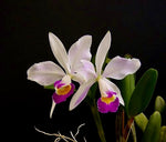 Carica l'immagine nel visualizzatore Galleria, Cattleya x brymeriana f. semialba (C. eldorado 10182 x C. violacea f. coerulea)