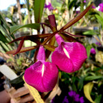 Carica l'immagine nel visualizzatore Galleria, Bc. Star Ruby 'Xanadu' (B. nodosa × C. Batalinii)