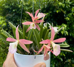 Laden Sie das Bild in den Galerie-Betrachter hoch, Brassocattleya Clear Stars (Brassavola nodosa × Cattleya Hsinying Pub)