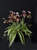 Carica l'immagine nel visualizzatore Galleria, Paphiopedilum Bingleyense (Paphiopedilum charlesworthii x Paphiopedilum barbatum)