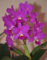 Load image into Gallery viewer, Cattlianthe Taiwan Sunset "Yuan Dung"