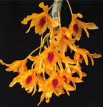Laden Sie das Bild in den Galerie-Betrachter hoch, Dendrobium Chanthaboon Sunrise 'Aes' (Dendrobium lamyaiae x Dendrobium friedericksianum)