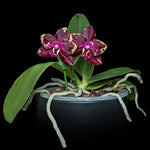 Carica l'immagine nel visualizzatore Galleria, Phalaenopsis Yaphon Black Rose