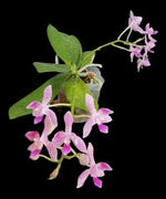 Carica l'immagine nel visualizzatore Galleria, Phalaenopsis Nancy Bechtol 'La Piazza'