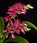 Carica l'immagine nel visualizzatore Galleria, Phaiocalanthe Kryptonite (Calanthe Rozel x P. tankervilleae)