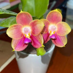 Carica l'immagine nel visualizzatore Galleria, Phalaenopsis Joy Spring Canary 'Orange'