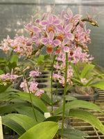 Carica l'immagine nel visualizzatore Galleria, Phalaenopsis equestris 'Orange' Mainshow