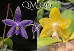 Carica l'immagine nel visualizzatore Galleria, Phalaenopsis KS Blue Ludde x Mainshow Yellow Bird Mainshow