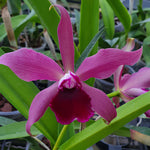 Carica l'immagine nel visualizzatore Galleria, Laelia tenebrosa "Midnight" x Cattleya tigrina "Escura"