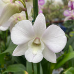 Carica l'immagine nel visualizzatore Galleria, Dendrobium Coconut Dream (Dendrobium Phalaenopsis)