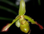 Carica l'immagine nel visualizzatore Galleria, Phragmipedium sargentianum