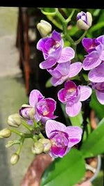 Chargez l'image dans la visionneuse de galerie, Phalaenopsis Violet Queen - Peloric 3 lèvres