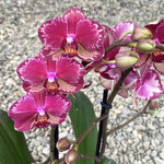 Carica l'immagine nel visualizzatore Galleria, Phalaenopsis Miyo