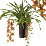 Carica l'immagine nel visualizzatore Galleria, Cymbidium Indian Summer