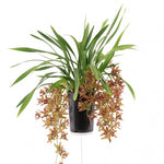 Carica l'immagine nel visualizzatore Galleria, Cymbidium Indian Summer