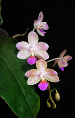 Carica l'immagine nel visualizzatore Galleria, Phalaenopsis javalin (P.lindenii x P. javanica)