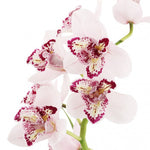 Carica l'immagine nel visualizzatore Galleria, Cymbidium Survaley "The Joker"