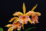 Carica l'immagine nel visualizzatore Galleria, Brassocattleya Keowee (Cattleya Lorraine Shirai × Brassavola nodosa)