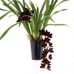 Carica l'immagine nel visualizzatore Galleria, Cymbidium Kiwi Midnight 'Geyserland'