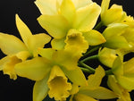 Carica l'immagine nel visualizzatore Galleria, Sophrolaeliocattleya Little Fairy ´Flower Ball´