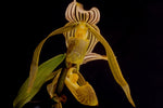 Chargez l'image dans la visionneuse de galerie, Paphiopedilum gigantifolium x soi