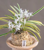 Carica l'immagine nel visualizzatore Galleria, Neofinetia falcata 'Kotō Fukurin' 湖東覆輪