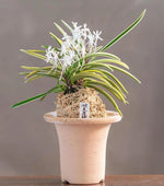Carica l'immagine nel visualizzatore Galleria, Neofinetia falcata 'Kotō Fukurin' 湖東覆輪