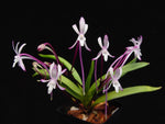 Carica l'immagine nel visualizzatore Galleria, Neofinetia falcata 'Koukaden' 紅華殿